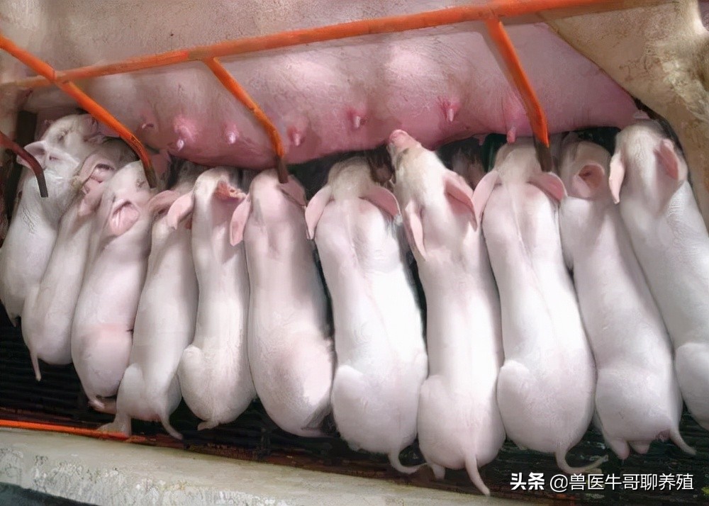 出生三天小猪拉稀喝脏水怎么治,仔猪伪狂犬拉稀和胃肠炎拉稀区别