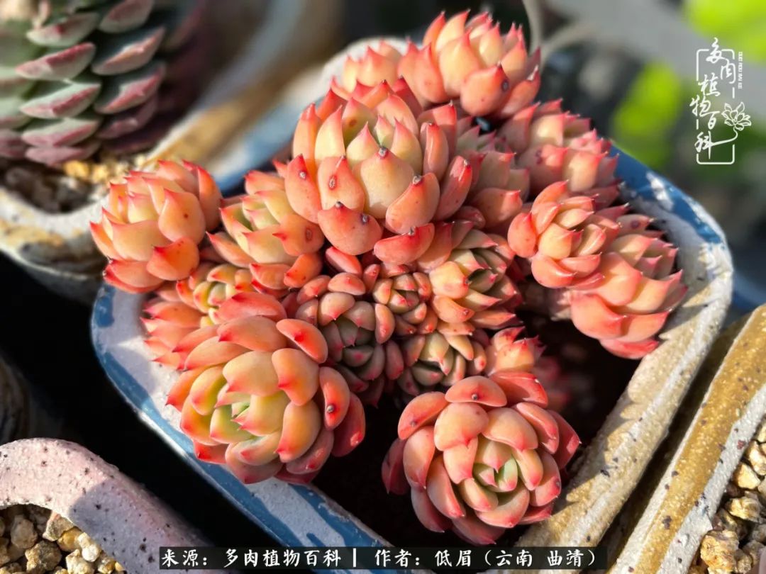 多肉植物百科如何投稿,感谢多肉植物百科的陪伴