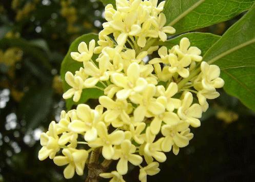 茶花是我国的十大名花吗,中国十大名花图片及花语