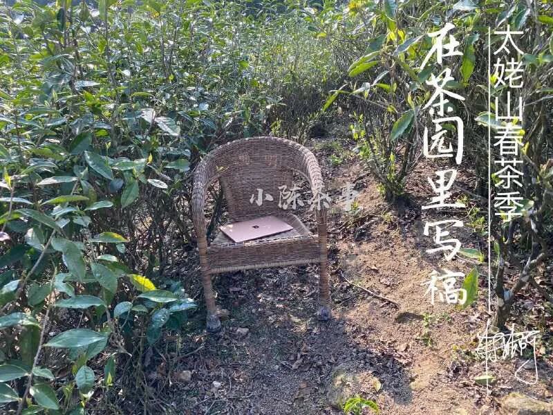 春茶即将结束夏茶将开始,春茶采茶季即将结束