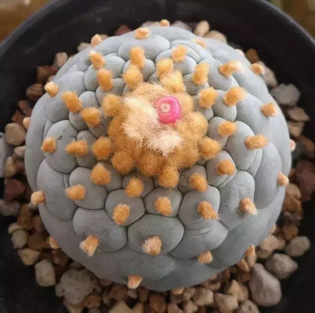 天价名贵药材,最贵的植物排行榜前十名