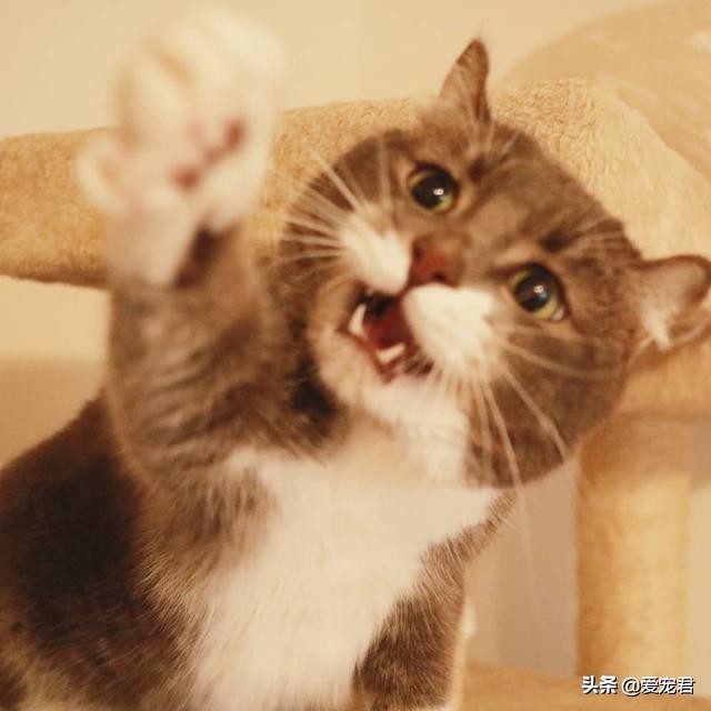 如何克服猫咪的紧张情绪,关于猫咪应激铲屎官应该了解一下