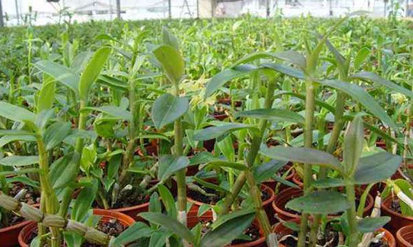 在农村种植什么中药材不愁销路,农村创业项目种植哪种中药材