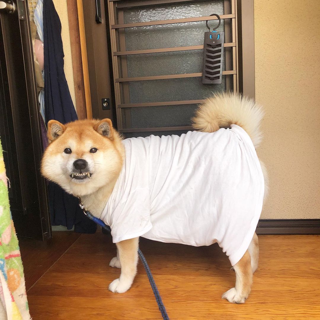 柴犬特别瘦吃什么增胖,柴犬太瘦怎么增肥