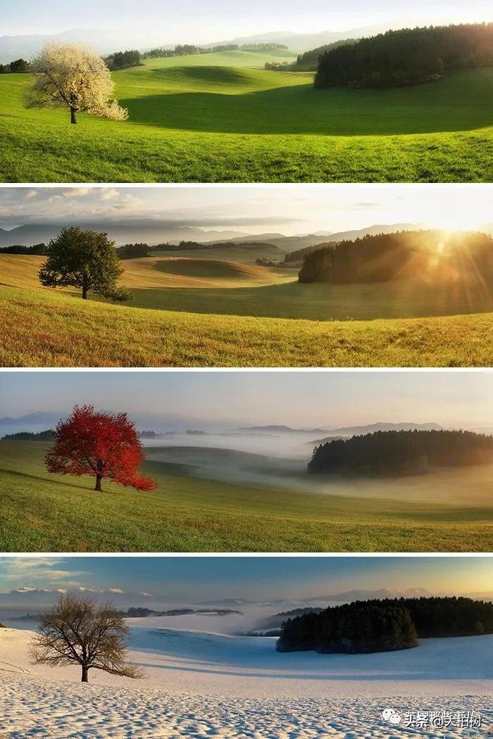 蓝鲸到底有多大,直观感受蓝鲸有多大