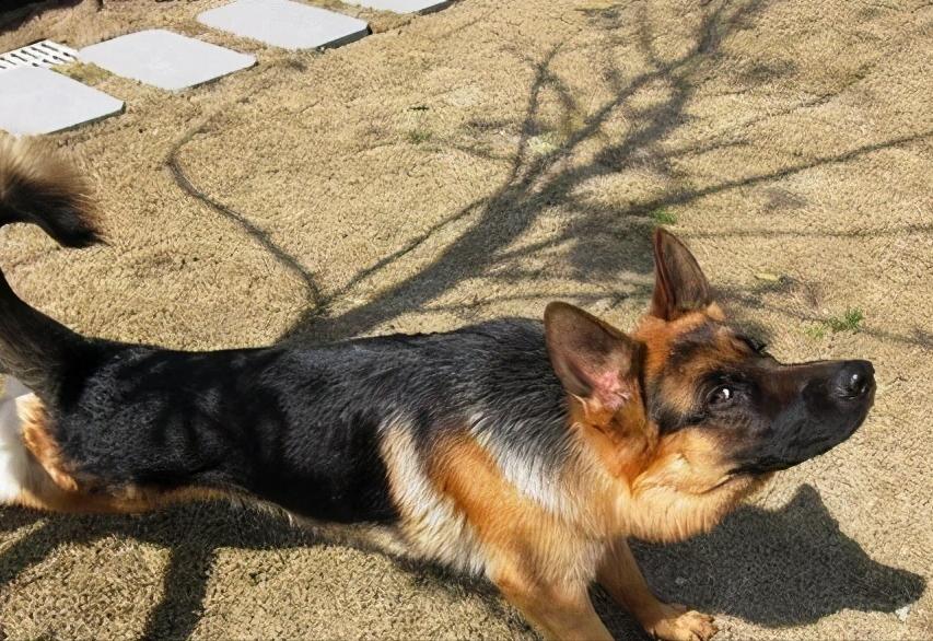 德国牧羊犬养公的还是母的好,德国牧羊犬好养吗德牧优缺点分析