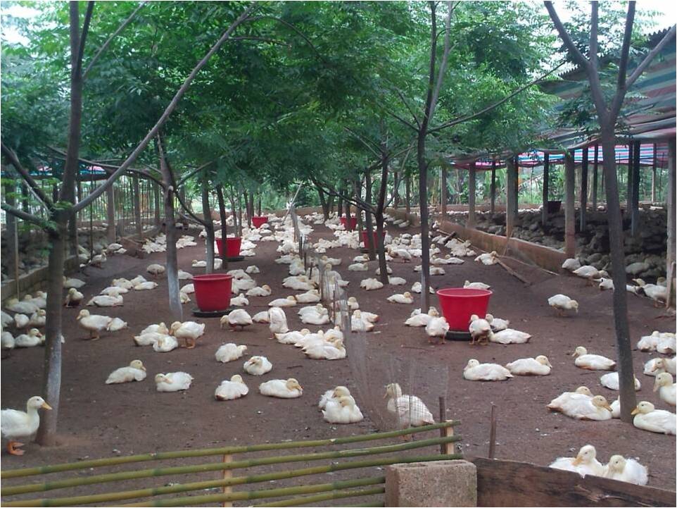 广西南宁：肉鸭旱养发展势头强劲