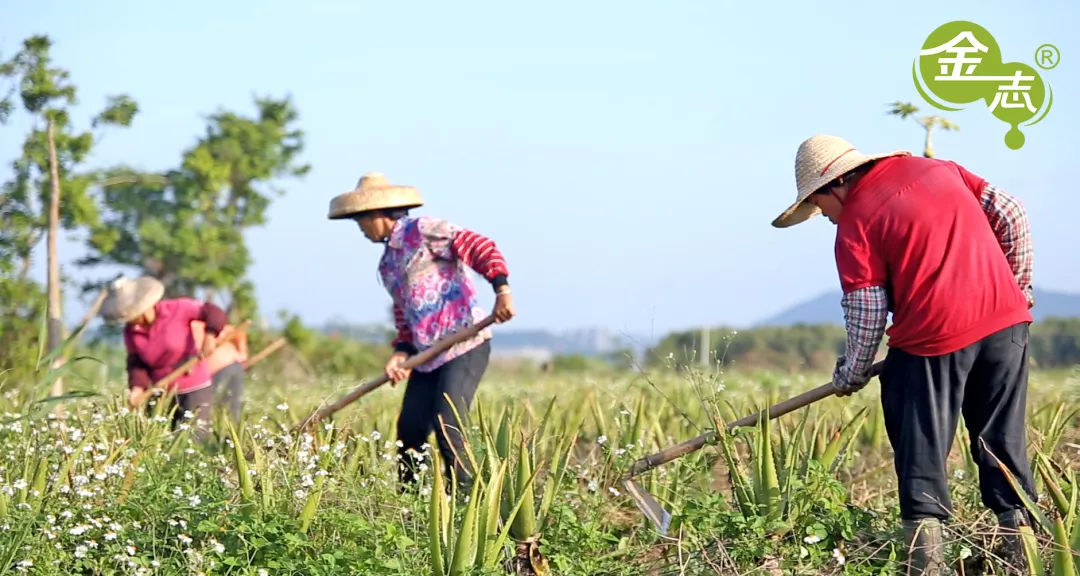 跨越20年的芦荟情谊