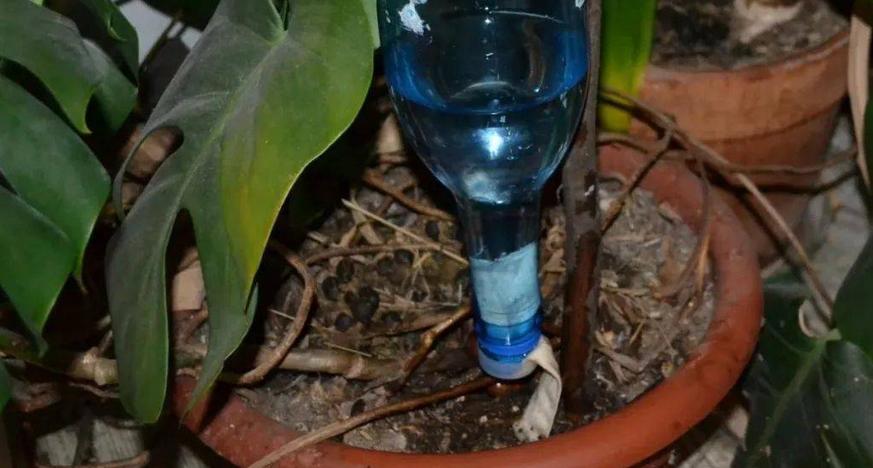 塑料瓶养花的正确方法,适合养花的塑料瓶