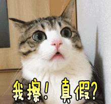 天涯明月刀手游2022年新服,天涯明月刀各版本介绍