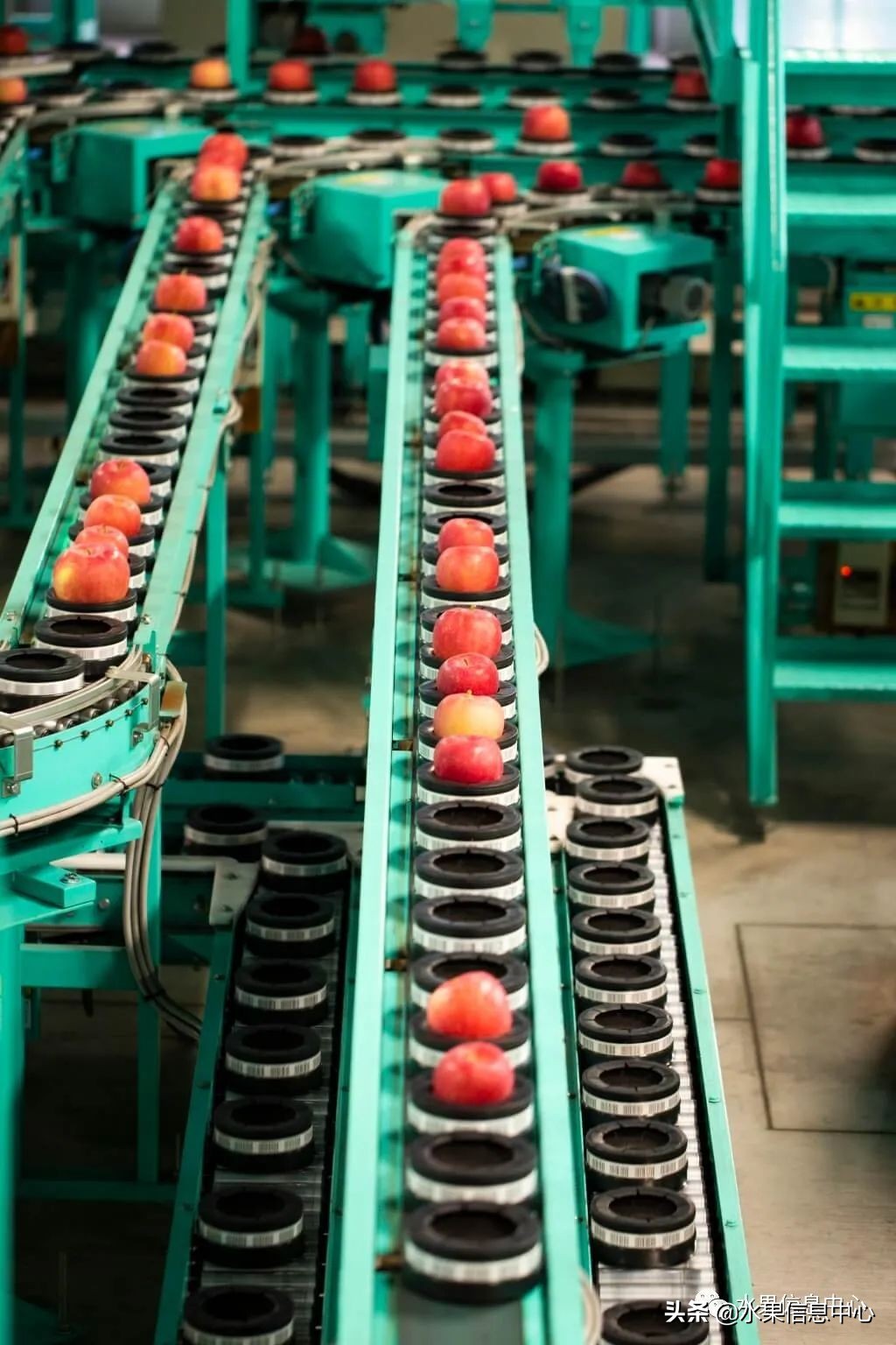 日本苹果种植现状,为什么日本苹果质量比中国的好