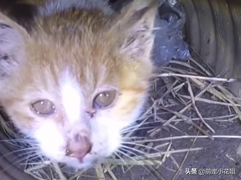 流浪猫掉进了通风井里没水喝,流浪猫为什么掉进井里