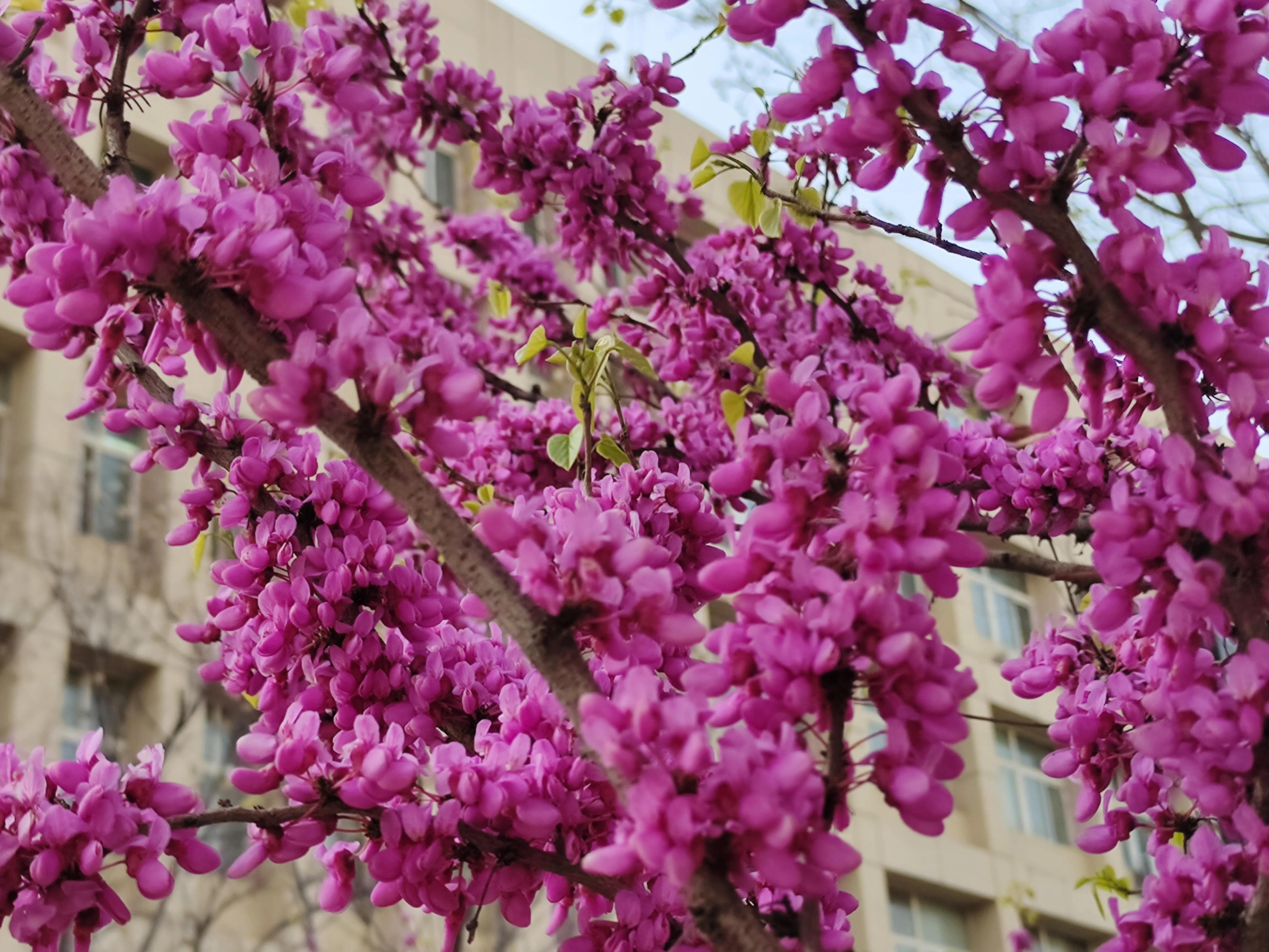 植物标本创意手工作品制作视频,植物标本手工创意