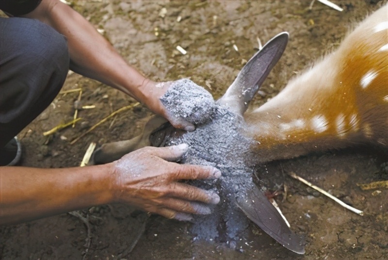 鹿茸割了鹿不会感染吗,割完鹿茸之后鹿会不会痛