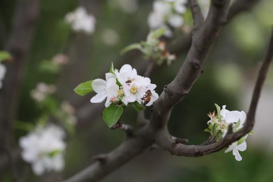 建一座完全不打药的生态花园，所有生命在这里和谐共处，值得收藏