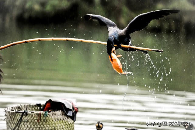 鱼鹰入水抓鱼,鱼鹰抓鱼有多厉害