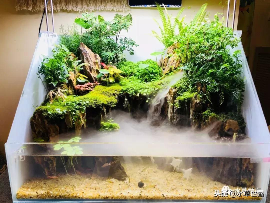 30cm水陆缸适合养什么,水陆缸植物前景中景后景搭配介绍