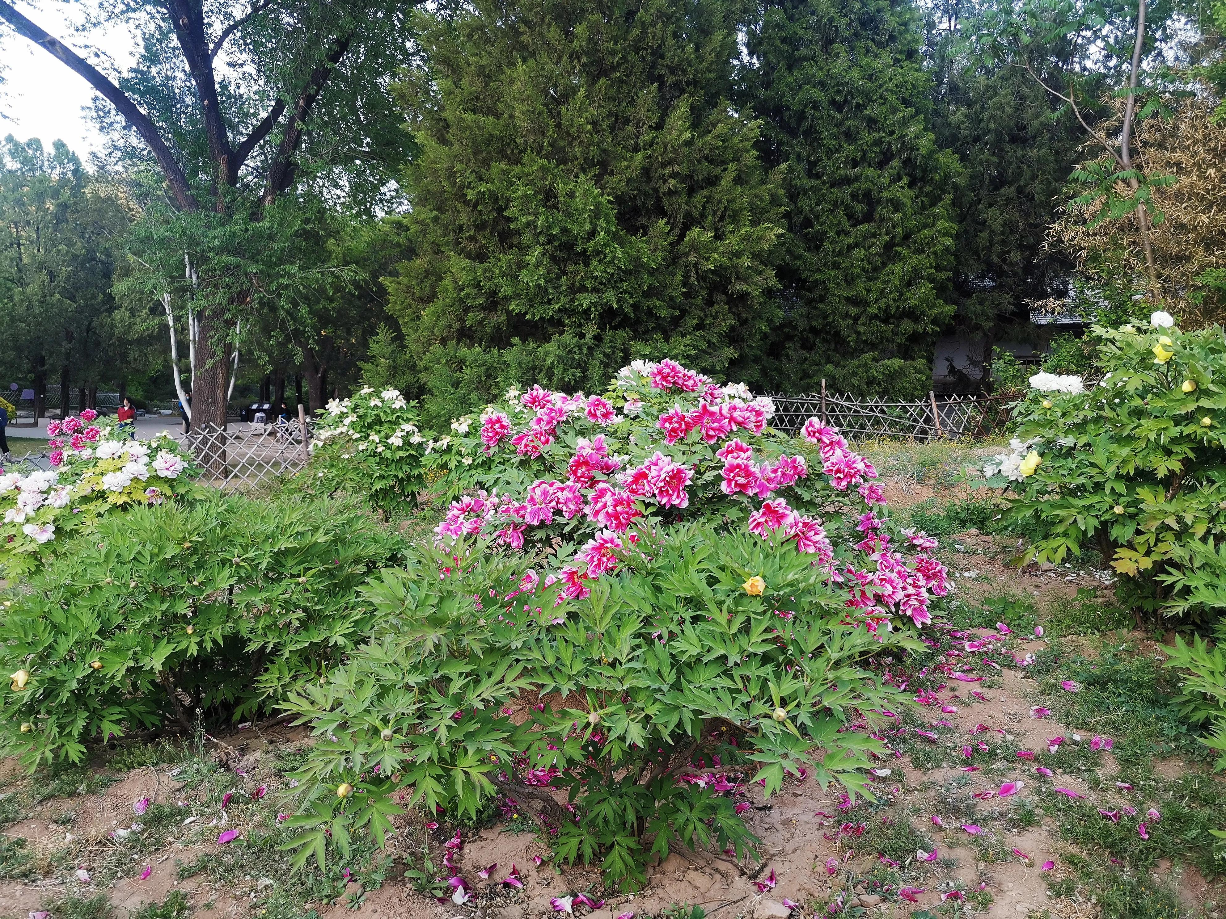 北京植物园牡丹园最佳观赏时间,北京牡丹花最佳观赏公园排名