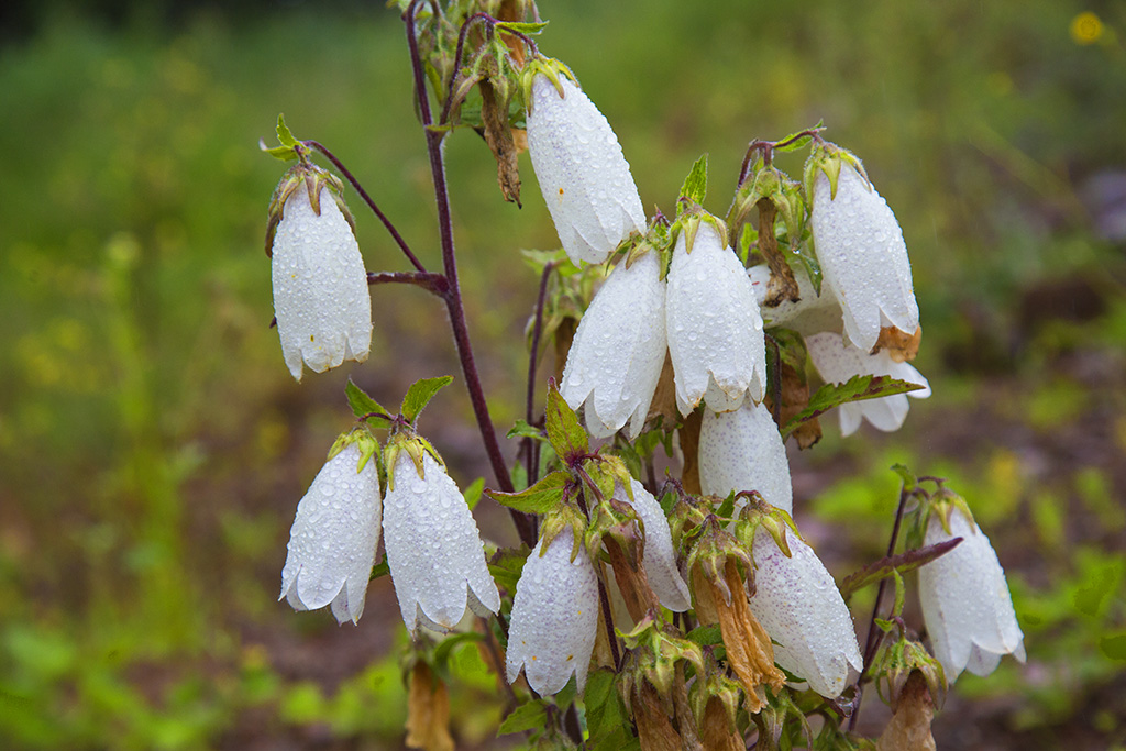 河北承德坝上草原京北第一草原,京北第一草原和坝上草原嘉年华