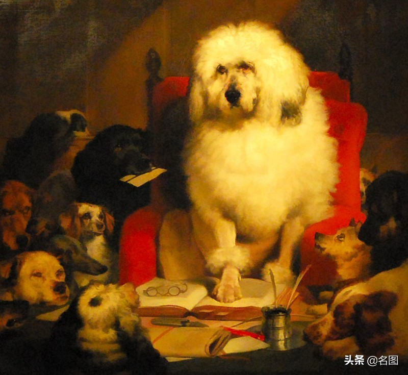 狗玩扑克牌视频,狗玩扑克