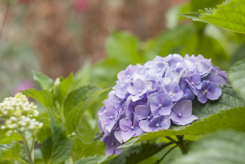 夫唯兵者不祥之器,夫佳兵者不祥之器原文