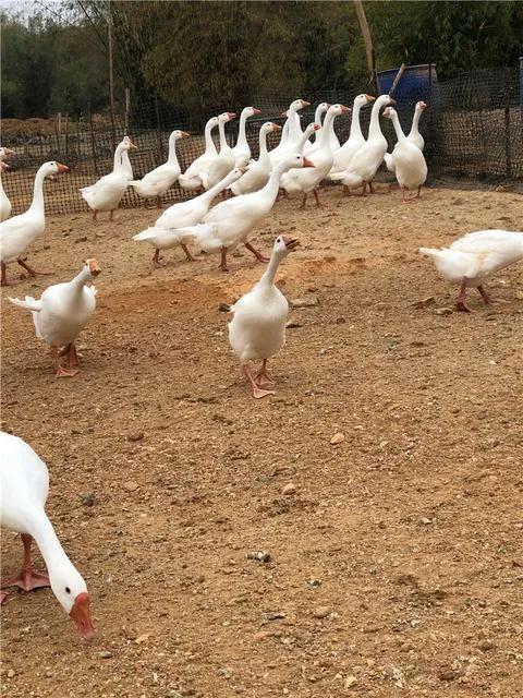 与人不和劝人养鹅的下一句,养鹅投资什么最赚钱