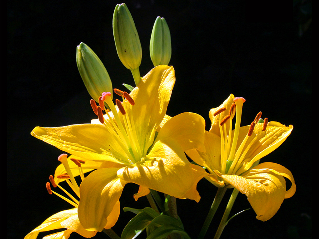 百合常见病害防治措施,百合病害图普及防治方法
