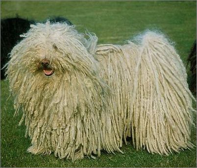 最惹人讨厌的狗狗品种,有哪些奇怪的狗狗品种