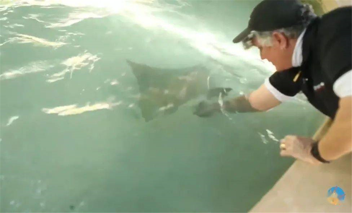 涨姿势世界七大著名心理学效应,动物都可能得抑郁症吗