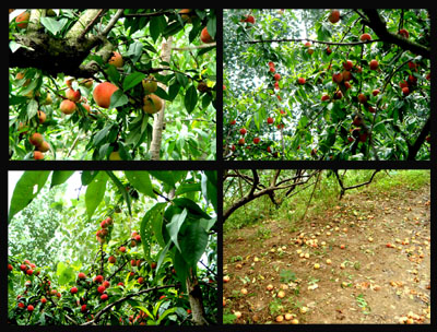 景点桃花园,美丽的桃花源