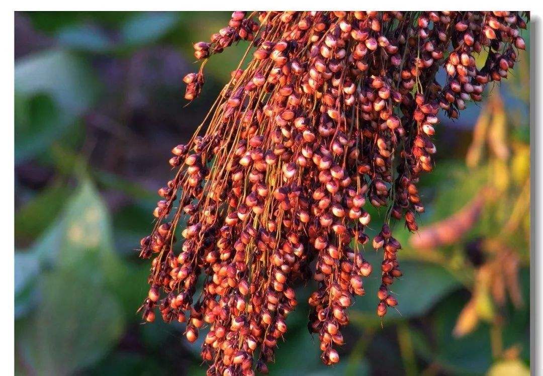 老白汾和出口汾酒哪个好喝,都说汾酒好喝我怎么觉得不好喝