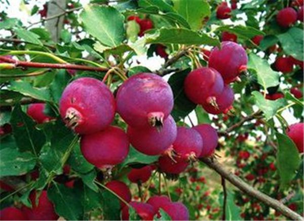 为*山何**西流传定襄无好男忻州无好女？不懂山西历史就不知道原因