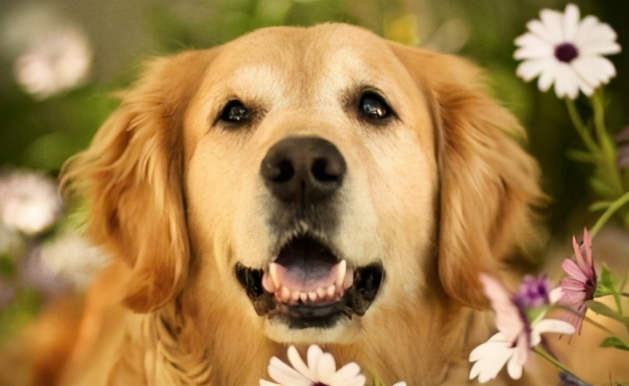 戈赞:狗狗肉垫负伤应该怎么治疗?