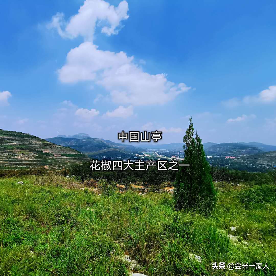 花椒好吃但是摘花椒也辛苦,教给大家采摘花椒的小技巧