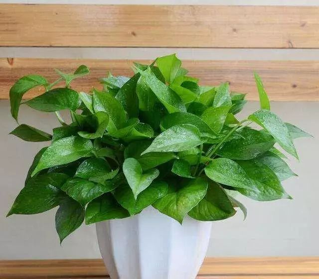 100种常见观叶植物图鉴史上最全,农村常见的100种植物