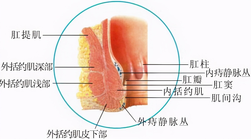 肛门狭窄的症状及治疗,肛门狭窄的症状及诊断标准