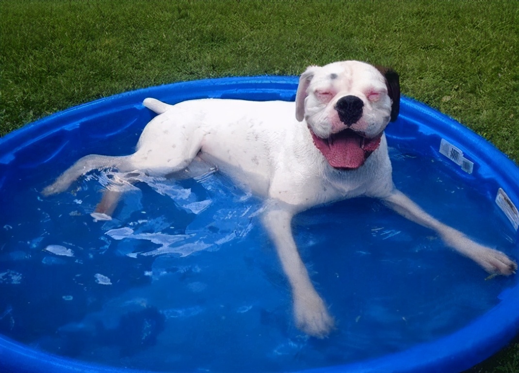 正常狗狗吃什么狗粮最好,狗狗长期吃哪种狗粮好点