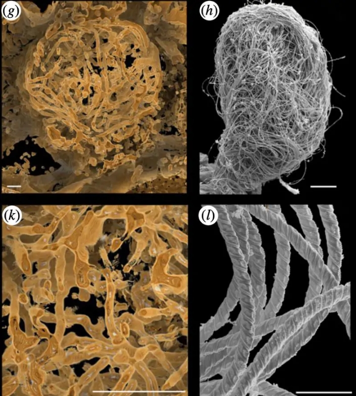 科学家发现巨型精子,人类发现精子