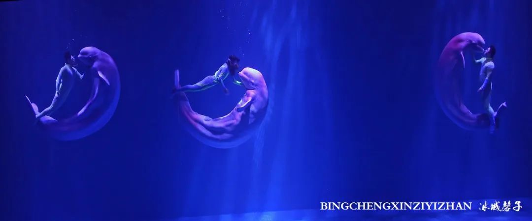 走进哈尔滨完整视频,走进哈尔滨海洋馆