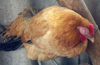 养殖管理很重要,鸡吐水,嗉囊肿是哪些原因呢?腹水如何治疗