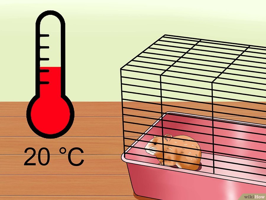 仓鼠趴着一动不动是什么意思,仓鼠怎么一动不动