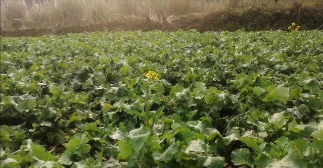 怎么防止蜜蜂起蚁巢,春季蜜蜂为什么爱蜇人