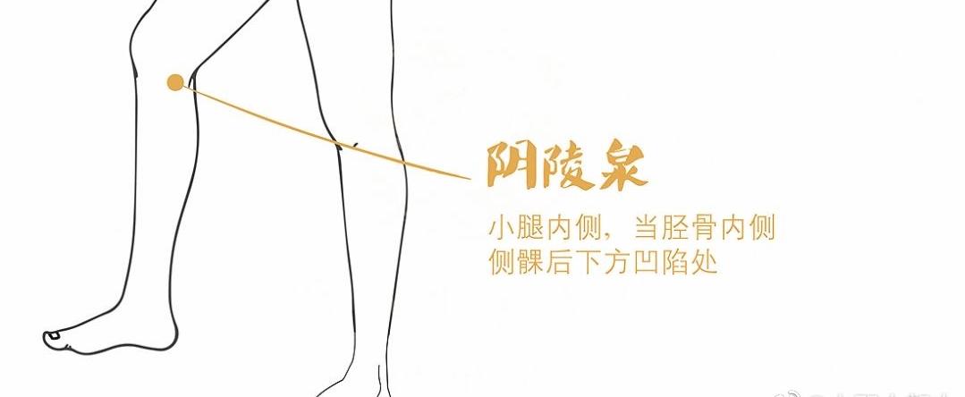 阴陵泉穴准确位置脾虚,中医说阴陵泉穴作为祛湿大穴