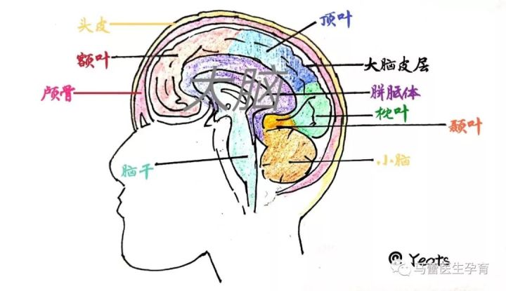 孩子撞头了出现哪几种症状,孩子头部被撞多久判断没事