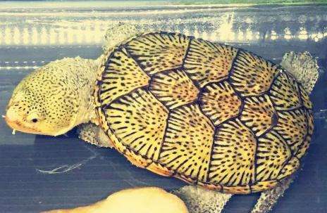 最美的乌龟图片,最美乌龟视频大全