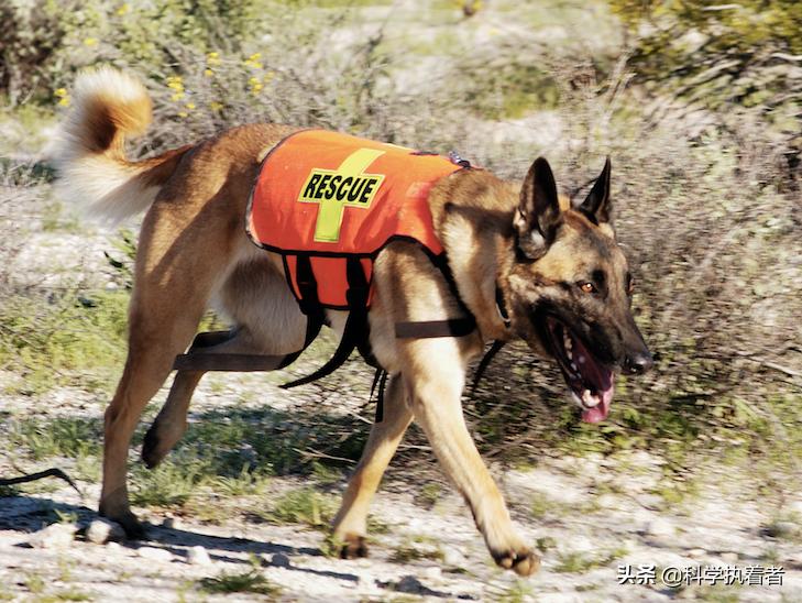 服务犬，工作犬，治疗犬，情感支持犬：有什么区别？