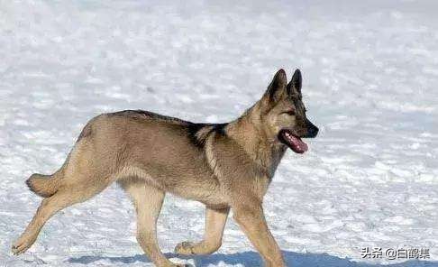 狼青狗图片大全,狼青狗的图片