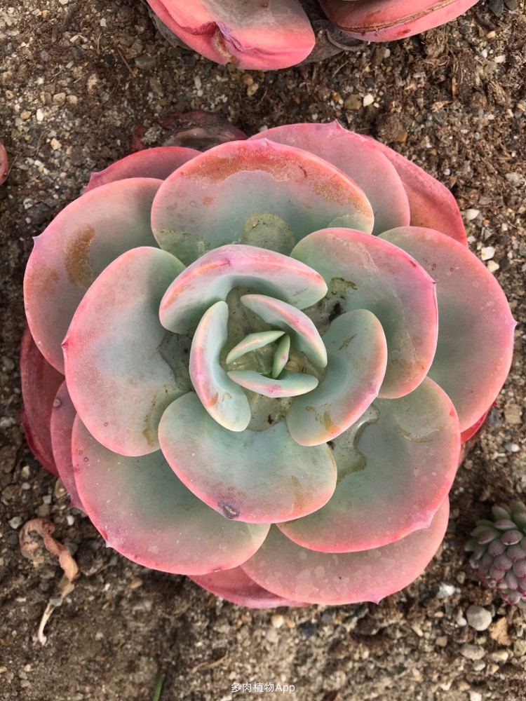 100种常见多肉植物图鉴收藏,1000种多肉植物图鉴及名字