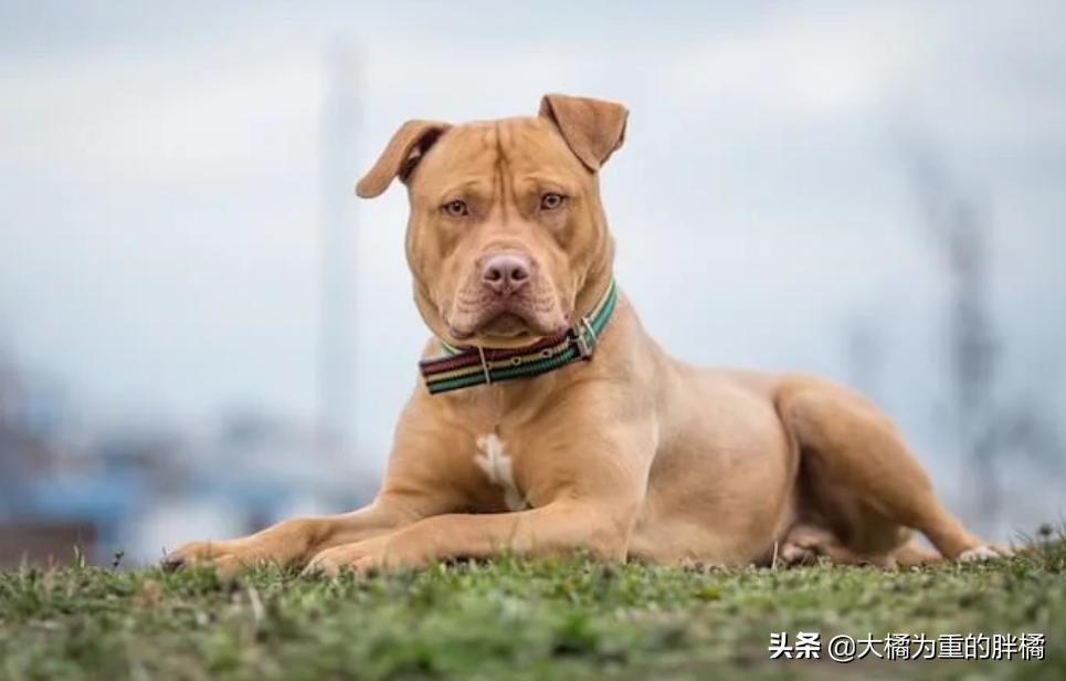 为什么偷狗贼不敢偷有证的狗,养什么宠物狗不容易被偷