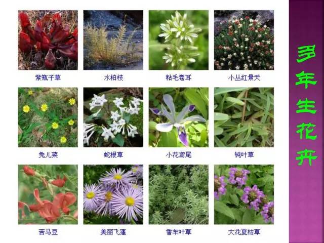 花卉大全500种观叶植物名称,1332种常见花卉植物图谱